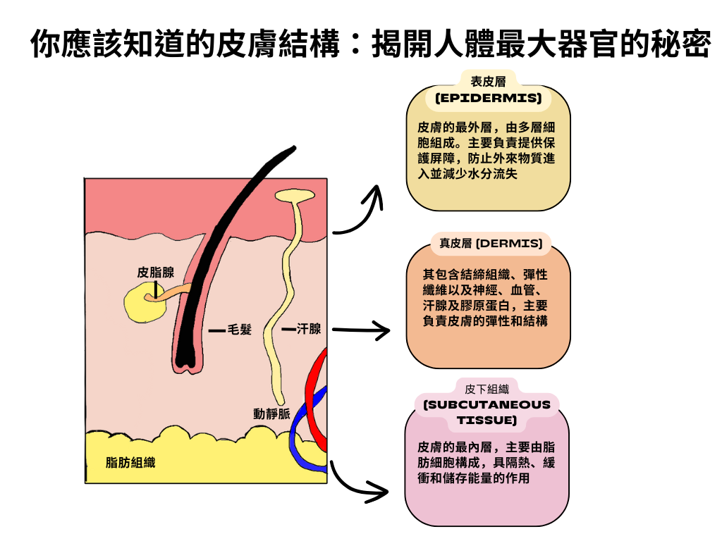 你應該知道的皮膚結構：揭開人體最大器官的秘密