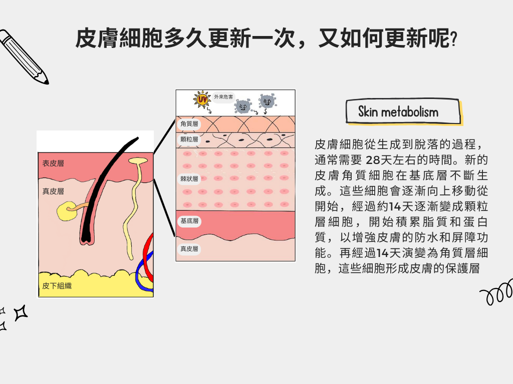 皮膚細胞多久更新一次，又如何更新呢？