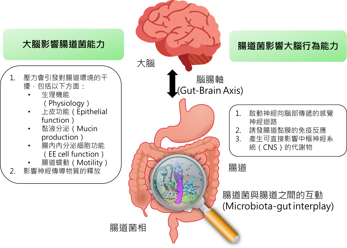 腸道的亞健康也會影響我們的情緒 腸道的亞健康也會影響我們的情緒