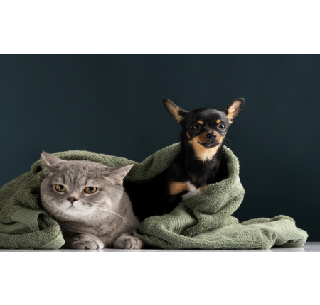 不只人需要益生菌，寵物也要益生菌｜寵物腸道健康保健完整指南